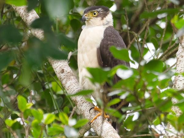 <h3><a href="/trips/costa-rica/biota/animalia/chordata/aves/017 accipitriformes/004 accipitridae/accipiter bicolor/accipiter bicolor-nl.html">Accipiter&nbsp;bicolor</a> / Bicolored&nbsp;hawk / Roodbroeksperwer</h3>OM-1 met OLYMPUS M.300mm F4.0, 1/250 sec  bij F5.6, ISO 640, afstand 24.7&nbsp;m